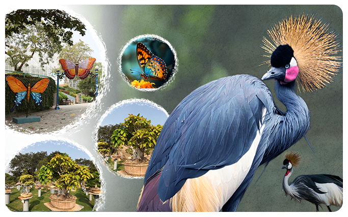 Peaceful bonsai garden in the Eco Zone surrounded by lush greenery Peaceful bonsai garden in the Eco Zone surrounded by lush greenery